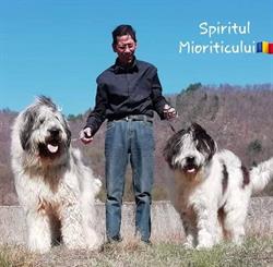 Spiritul Mioriticului Kennel