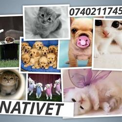 Nativet