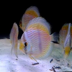 Tropheus Online