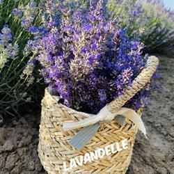 Lavandelle Ess-Oil SRL