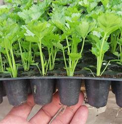 Legume de Raciu Ferma Sala