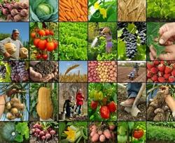 SC Agro Mia Dor SRL