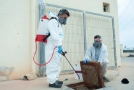 Dezinsectie gandaci de canalizare
