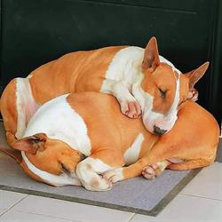 Rock Superstar Kennel