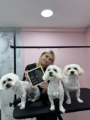 Tuns canin Galati