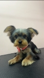 Frizerie canina galati