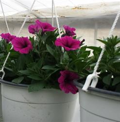 Sera de flori Timişoara