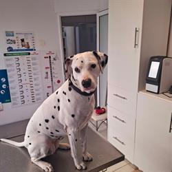 PetHealth - Cabinet si Farmacie Veterinara