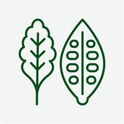 Green Kitchen