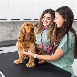 Veterius - Clinica Veterinara