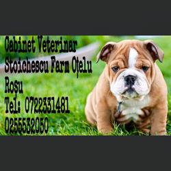 Cabinet Stoichescu Farm Otelu Roşu, farmacie+cabinet veterinar