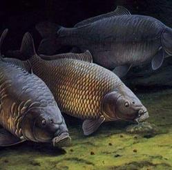 Karp Pro Articole De Pescuit