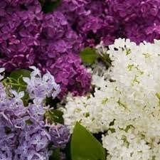 House of lilacs