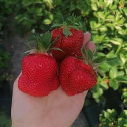Natural strawberry 2020