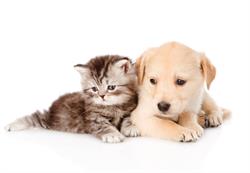 Pet Shop