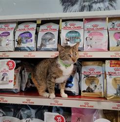 Pet Shop Repono