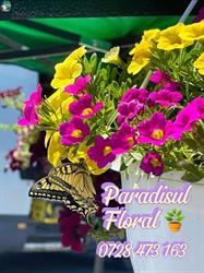 Paradisul Floral