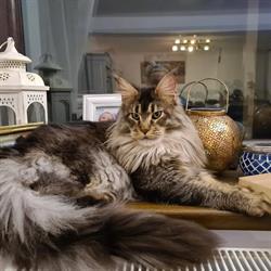 Arr Grooming Salon
