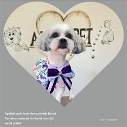 Alma Pet  (Grooming)