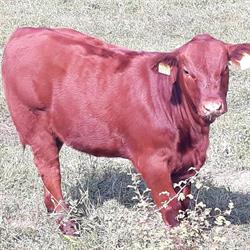 Ferma Angus Bihor