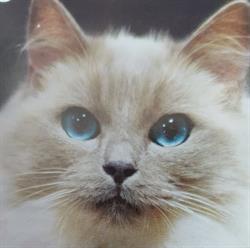 Farmacie veterinară/Doctor Veterinar