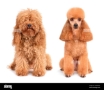 Poodle toy