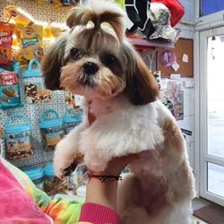 Petshop Ciocarlia
