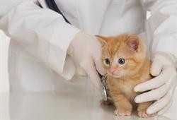 Cabinet veterinar Katy Vet &Co