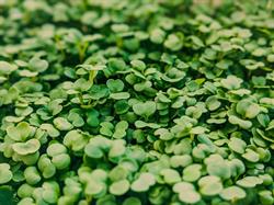Green Small World Ilfov