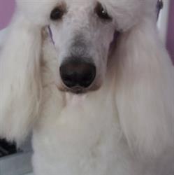 Salon Frizerie Canina Navodari Shiny Paws