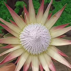 Floraria Fetelor