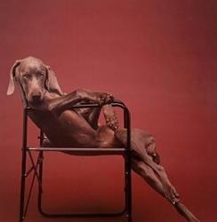 Canino Artis