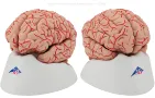 Modele anatomice didactice de creier uman