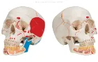 Modele anatomice didactice craniu uman
