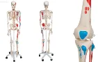 Schelet uman model anatomic complet cu stativ mobil
