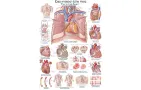 Plansa anatomica didactica inima umana