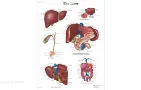 Plansa anatomica didactica ficatul uman