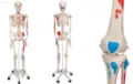 Schelet uman model anatomic complet cu stativ mobil