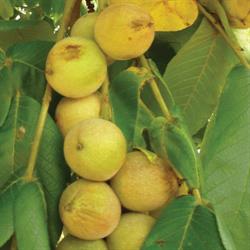 Murnic TRPC - Pepiniera Paulownia, Nuci Chandler, Franquete - Plantatii