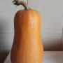 Încărcat de vizitator în 28.09.2018  - Dovleac ORANGE-AGRO