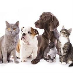 Cabinet Veterinar Dr. Sarkany Francisc