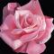 Floricica