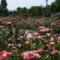 Gradina Botanica