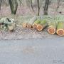 Încărcat de vizitator în 03.12.2017  - Paduraru din buzau taie stejari tineri de 1 decembrie pretinzand ca le trebuie lemne de foc.
