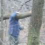 Încărcat de vizitator în 03.12.2017  - Se taie copaci de 1 decembrie. Paduraru taie stejari tineri din padurea noastra din buzau.