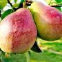 pere