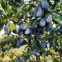 prune