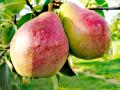 Toaletare pomi fructiferi