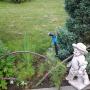 gradina