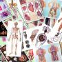 Planse Anatomie